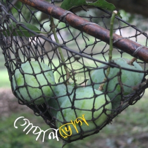 গোপালভোগ