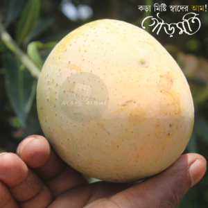 গৌড়মতি