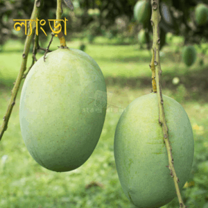 ল্যাংড়া