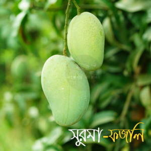 সুরমা ফজলি
